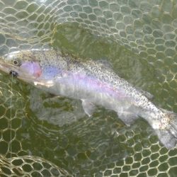 大安トラウトレイク 釣果